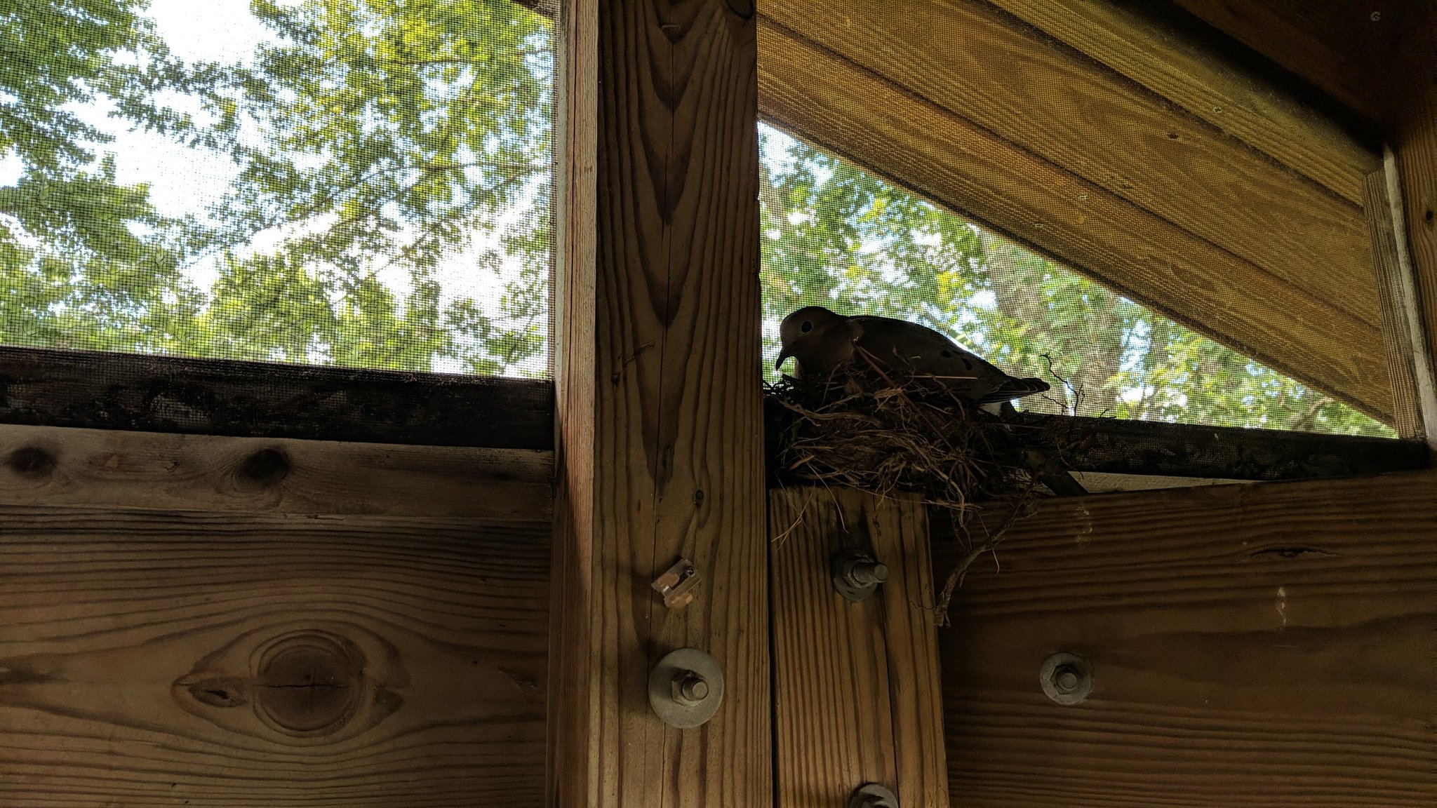 Female mourning dove sitting on her nest under the beams of my porch roof.